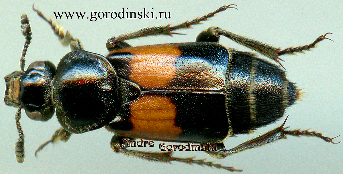 http://www.gorodinski.ru/silphidae/Ptomascopus plagiatus.jpg
